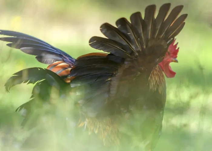 Al Gelso Bianco アパートホテル