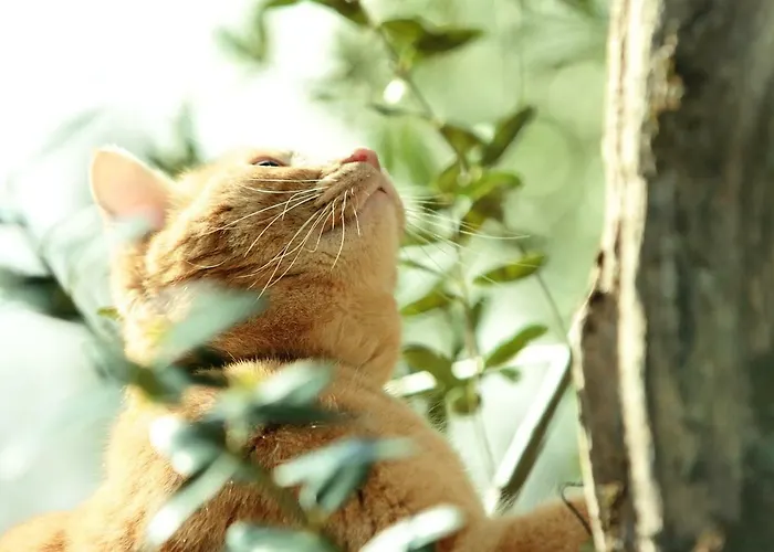 Al Gelso Bianco SantʼAppiano