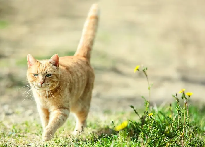 Al Gelso Bianco アパートホテル